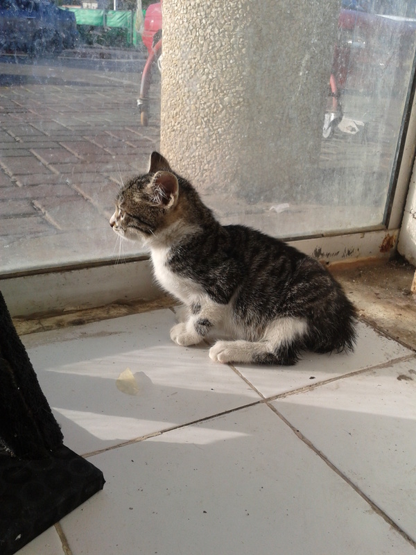 %D7%97%D7%AA%D7%95%D7%9C%20%D7%92%D7%95%
