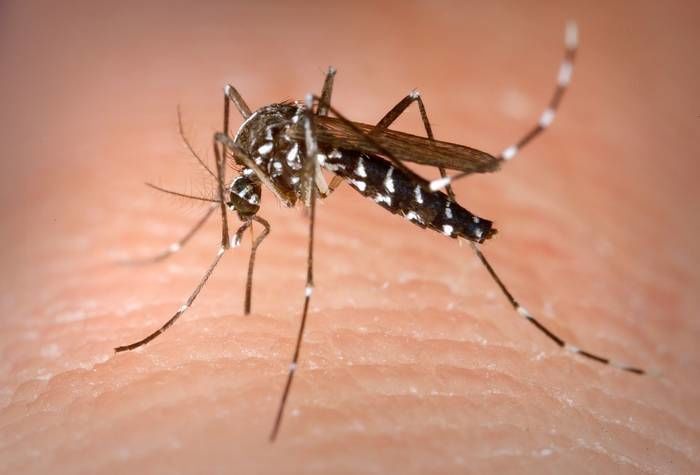 In Mazkeret Batya, mosquitoes infected with the Nile Fever virus were discovered!  Nearby municipalities have been instructed by the Ministry of Environment to expand mosquito control activities