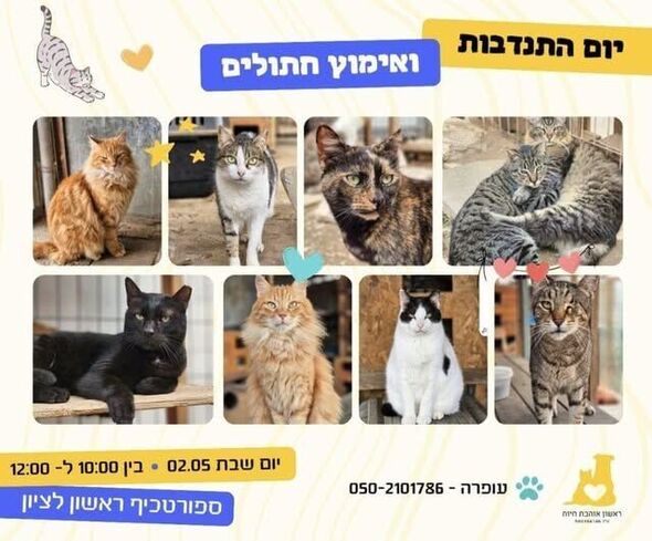 צילום מתוך דף הפייסבוק עמותת ראשון אוהבת חיות