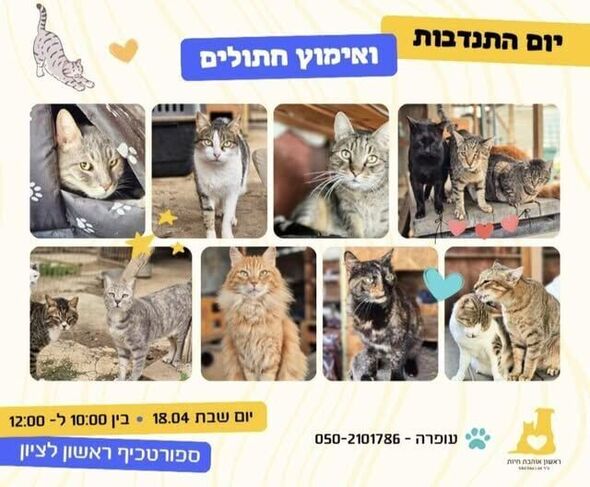 צילום מתוך דף הפייסבוק עמותת ראשון אוהבת חיות