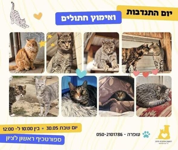 צילום מתוך דף הפייסבוק עמותת ראשון אוהבת חיות