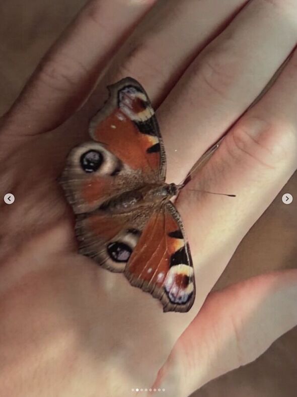 צילום דן רוברט להיאני