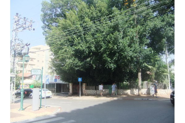 העצים שיעקרו ובתוכם הבית המיועד להריסה ומשמאל קולנ