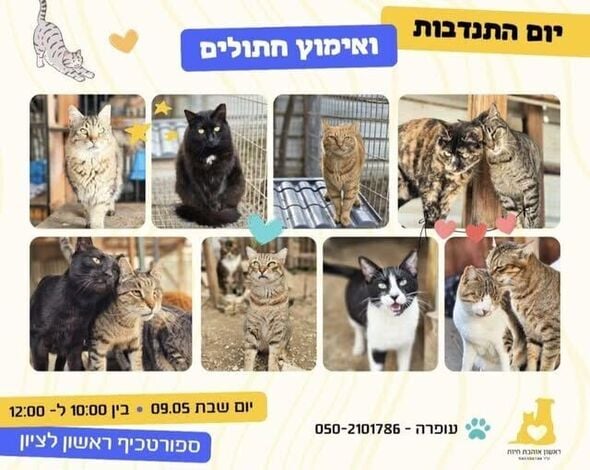 צילום מתוך דף הפייסבוק עמותת ראשון אוהבת חיות