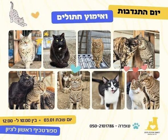 צילום מתוך דף הפייסבוק עמותת ראשון אוהבת חיות