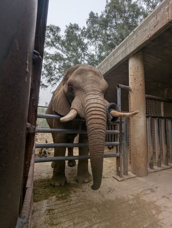 צילום מתוך דף הפייסבוק ספארי רמת גן Ramat Gan Safari