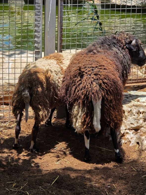 צילום מתוך דף הפייסבוק גן החי פתח תקווה