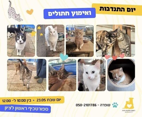 צילום מתוך דף הפייסבוק עמותת ראשון אוהבת חיות