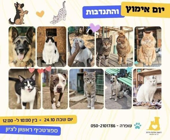 צילום מתוך דף הפייסבוק עמותת ראשון אוהבת חיות