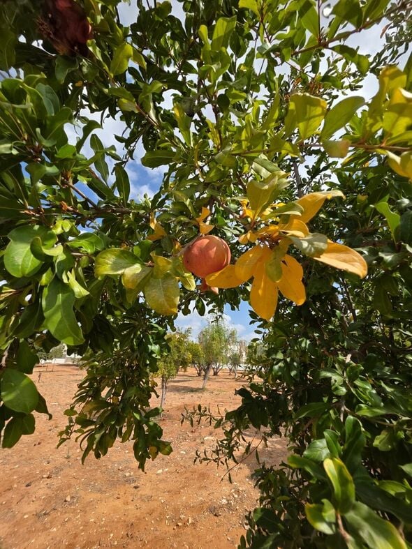 צילומים: דוברות עיריית רחובות