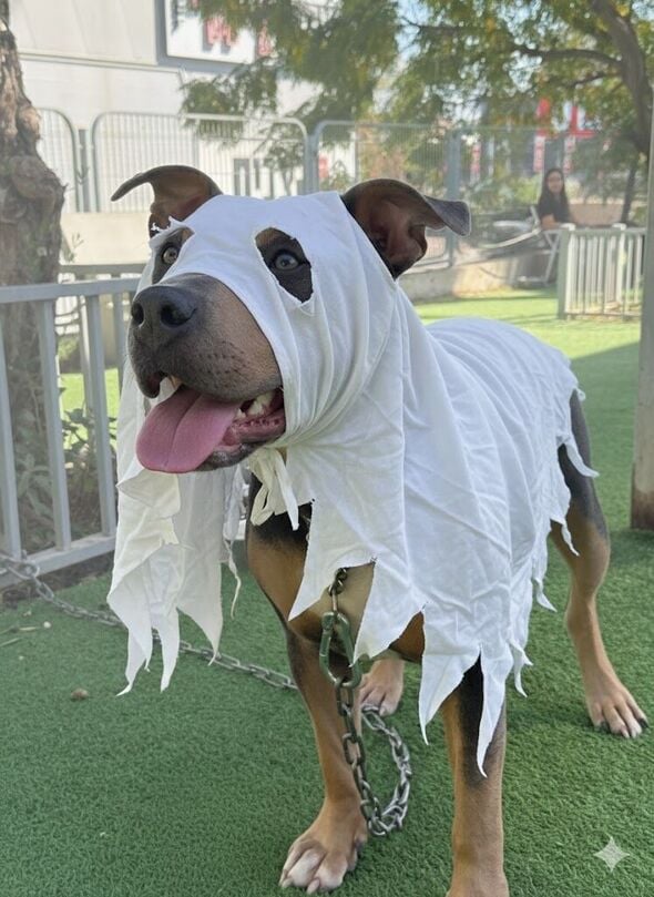 צילום ליהי גורלניק יחצ