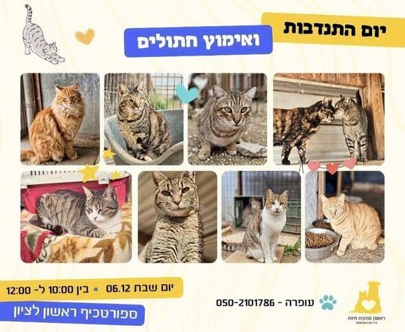 צילום מתוך דף הפייסבוק עמותת ראשון אוהבת חיות