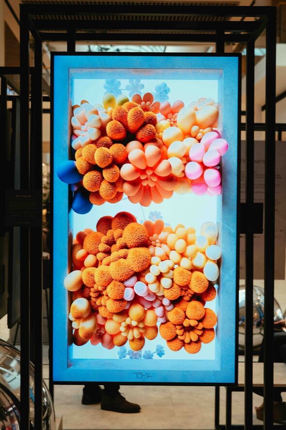 צילום: צילום טומי כהן