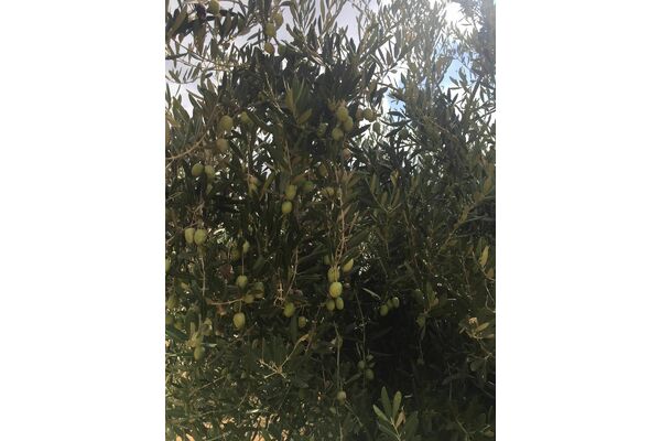 תמונת ארכיון-ע. ראשון לציון