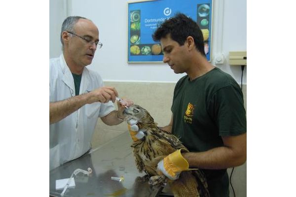 תצלום באדיבות ביה"ח הווטרינרי האוניברסיטאי