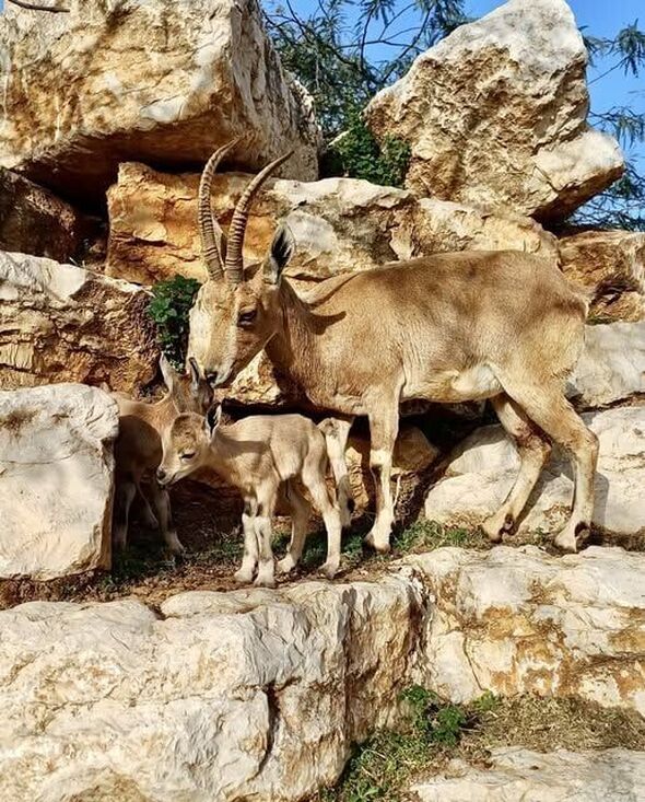 צילום מתוך דף הפייסבוק שמואל בוקסר