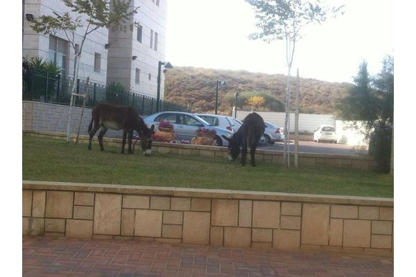 צילום מורן לביא טריכטר