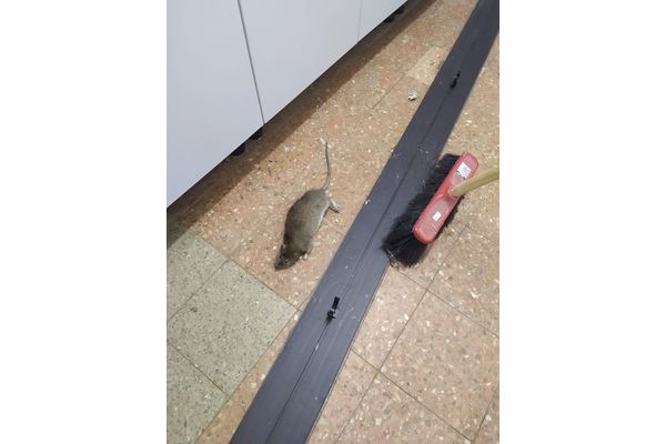 קרדיט: שירן מימון