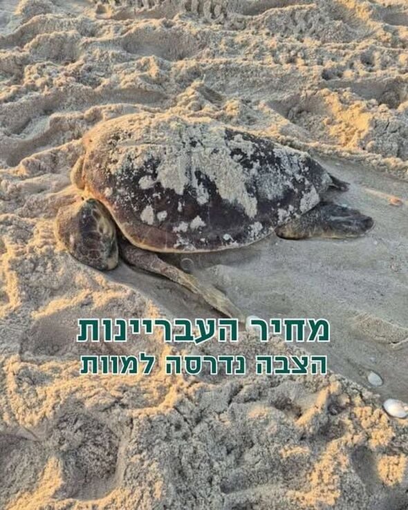 צילום:רשות הטבע והגנים