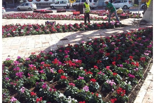 שתילת פרחים בכיכר הקניון