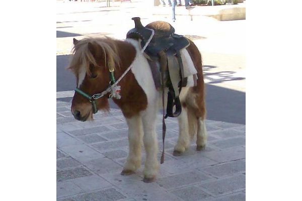 סוסי פוני