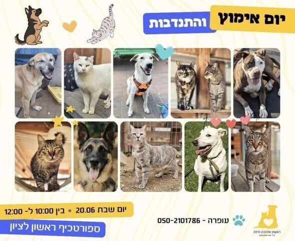 צילום מתוך דף הפייסבוק עמותת ראשון אוהבת חיות