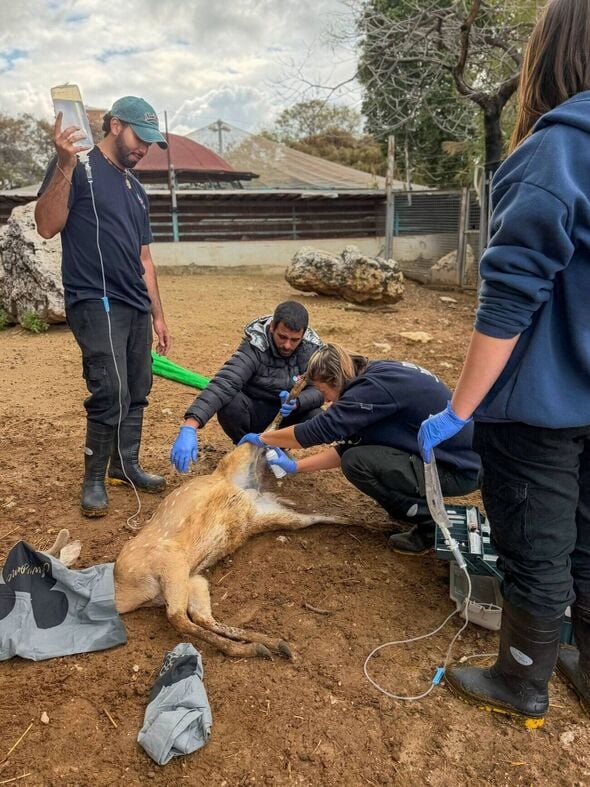 צילום מתוך דף הפייסבוק גן החי פתח תקווה