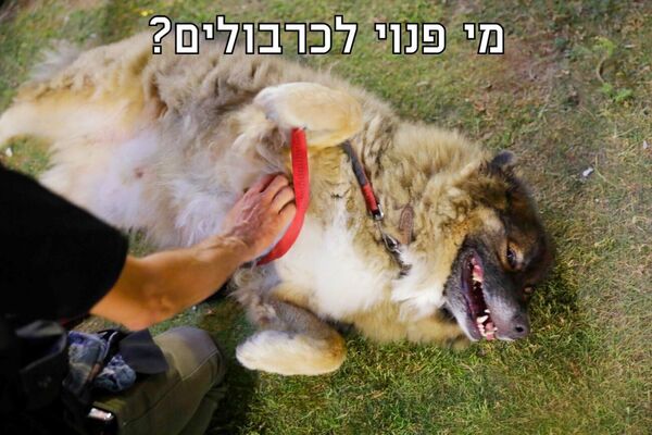 צילום מתוך דף הפייסבוק עיריית תל-אביב-יפו