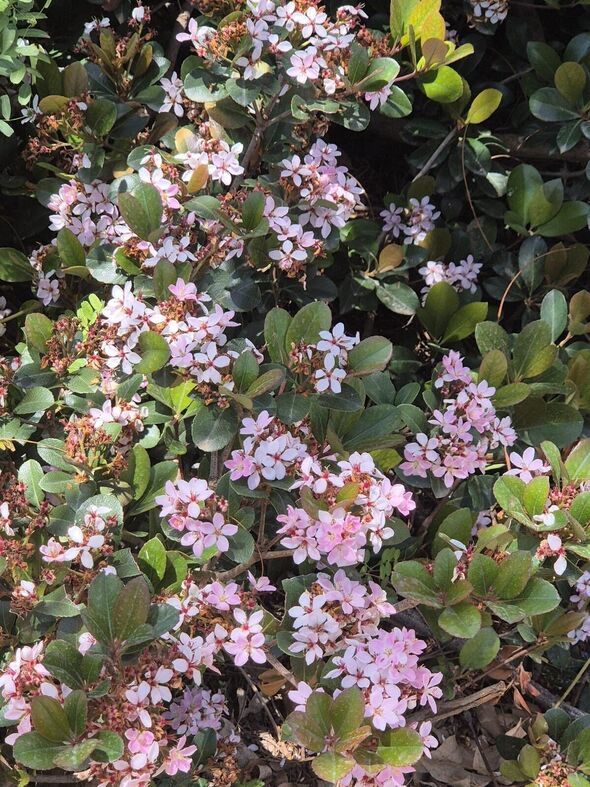 צילום מתוך דף הפייסבוק בית הספר האקולוגי יבנה