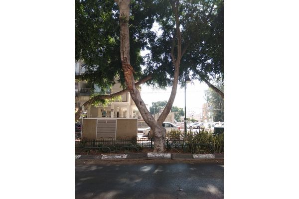 תמונות: רחובות של עצים