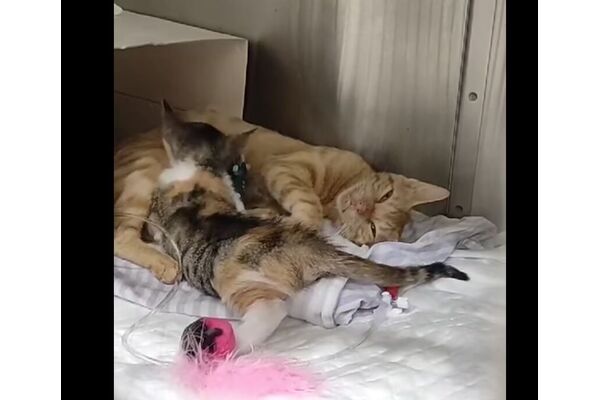 צילום מתוך דף הפייסבוק עיריית ראשון לציון