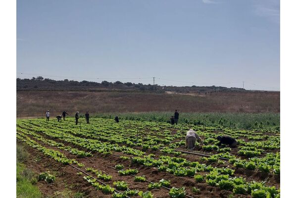 צילום רעות אלון