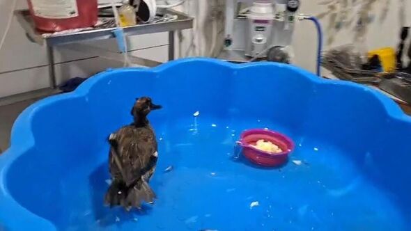 תומר ניסימיאן