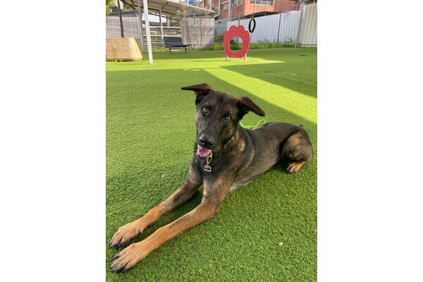 צילום מתוך דף הפייסבוק שרות וטרינרי עיריית פתח תקווה