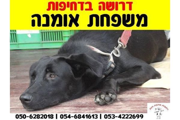 הכלב ביזו