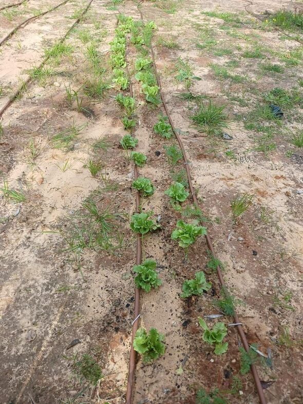 צילום מתוך דף הפייסבוק ילדות ראשונית-החברה העירונית