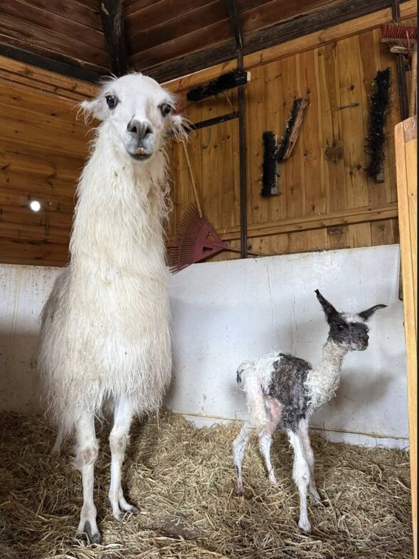 דף הפייסבוק רז קינסטליך - ראש עיריית ראשון לציון