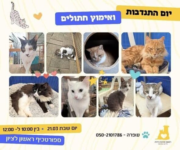 צילום:עמותת ראשון אוהבת חיות