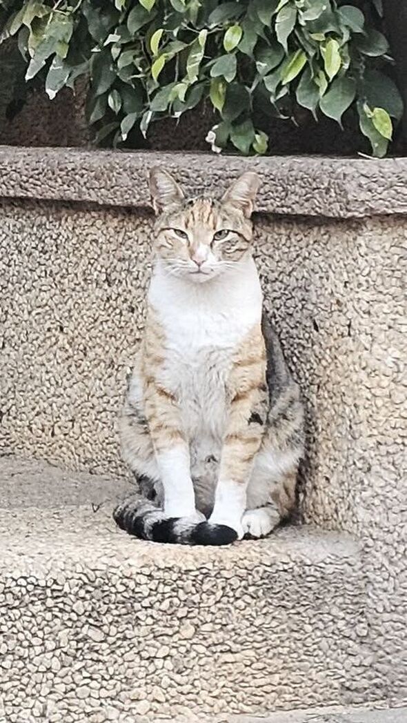 צילום מתוך דף הפייסבוק צדוק בן משה - סגן ראש העיר פ"ת