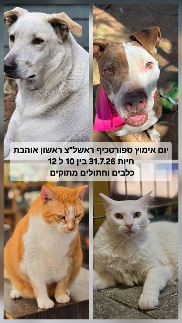 צילום מתוך דף הפייסבוק עמותת ראשון אוהבת חיות