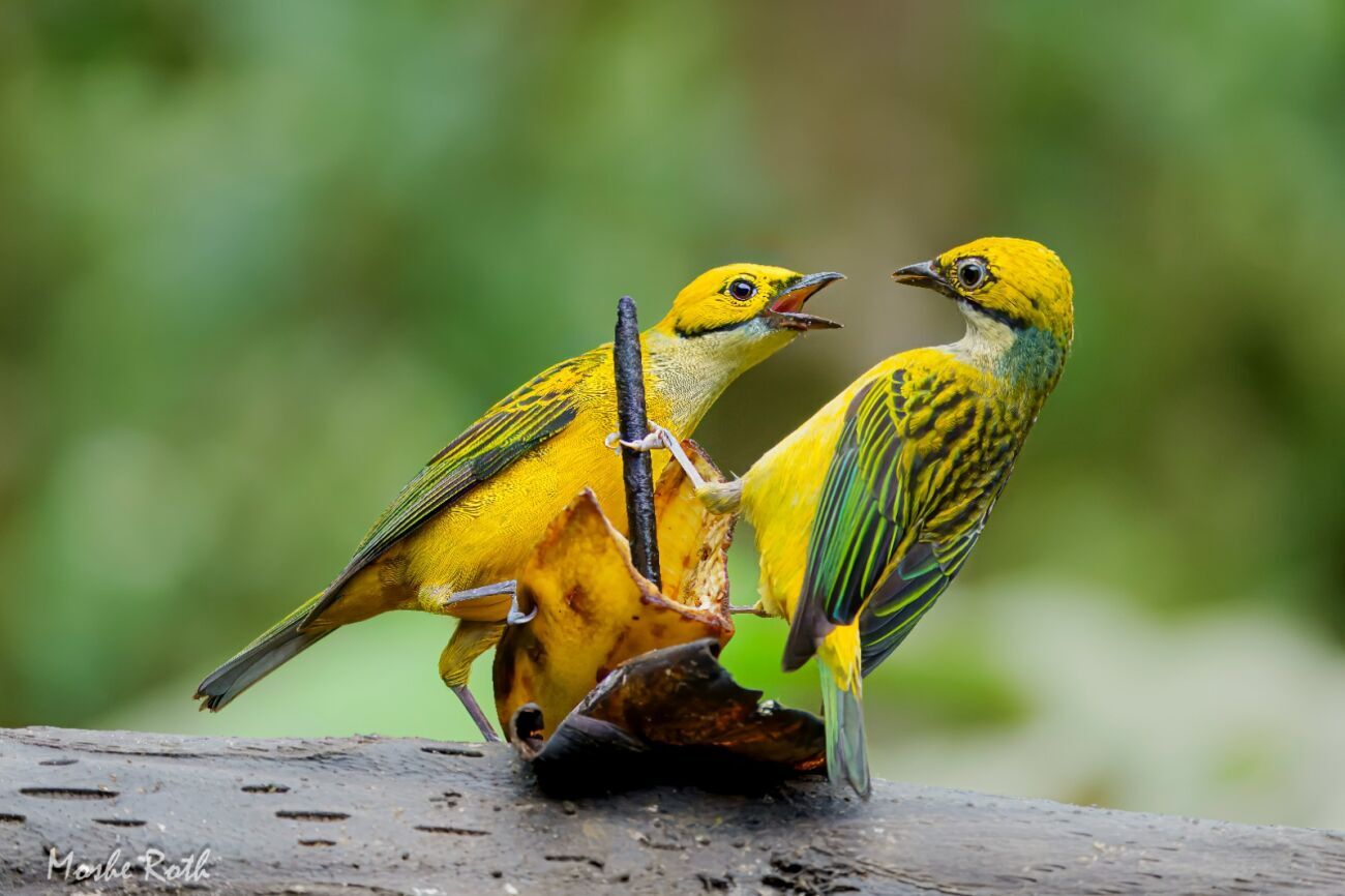 משה רוט משה רוט