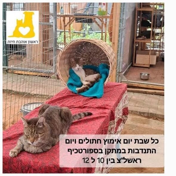 צילום מתוך דף הפייסבוק עמותת ראשון אוהבת חיות