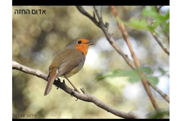 צילומים: ענת גל