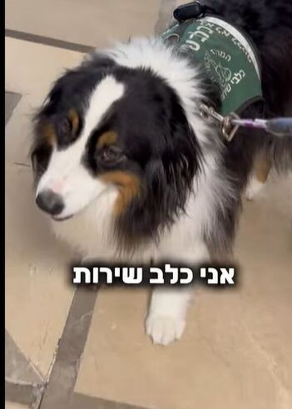 צילום מתוך דף הפייסבוק המרכז הרפואי שיבא תל השומר