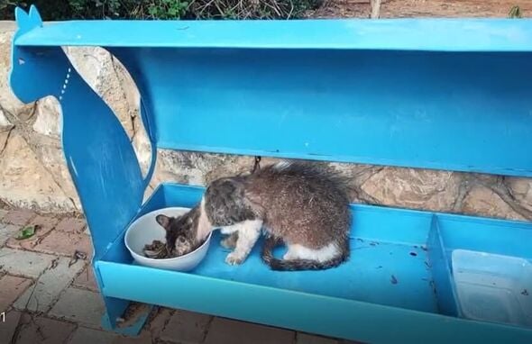 צילום מתוך דף הפייסבוק שרות וטרינרי עיריית פתח תקווה