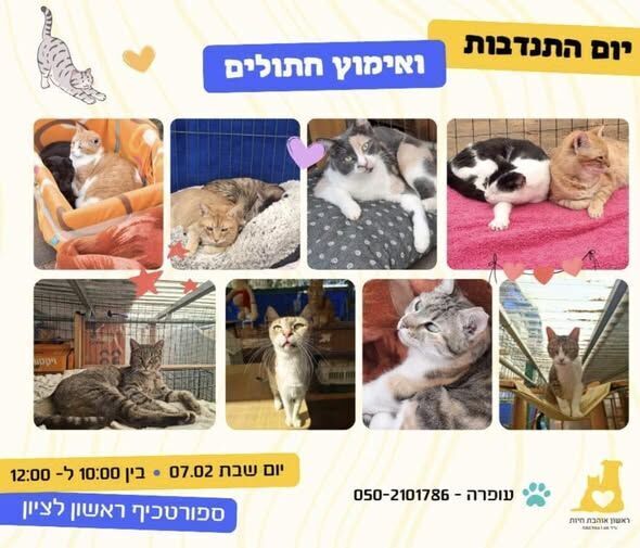 צילום מתוך דף הפייסבוק עמותת ראשון אוהבת חיות