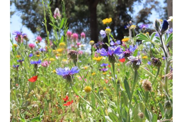 צילום:החברה להגנת הטבע