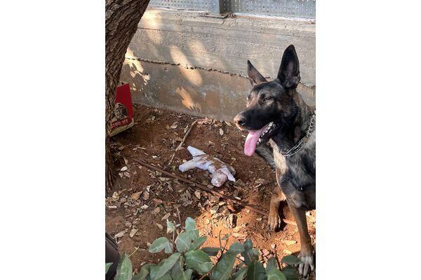 קרדיט צילום: דוברות המשטרה