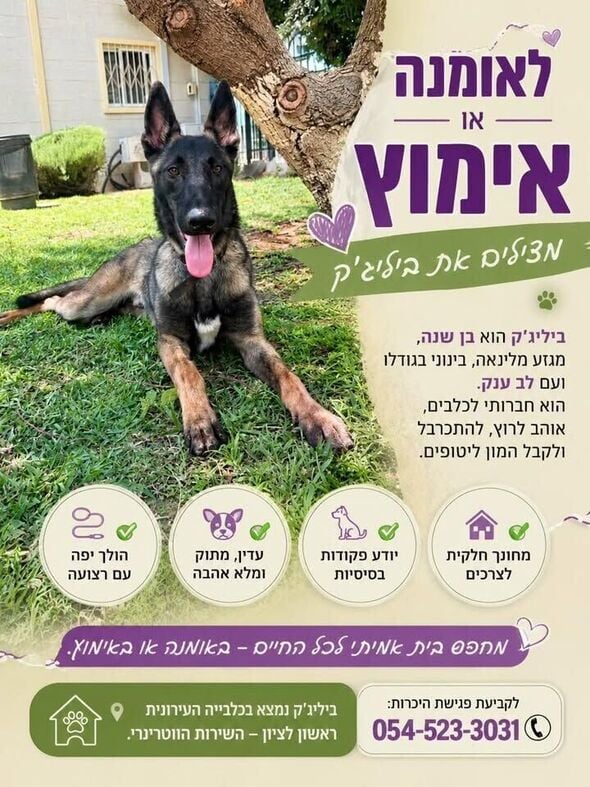 צילום מתוך דף הפייסבוק עמותת ראשון אוהבת חיות