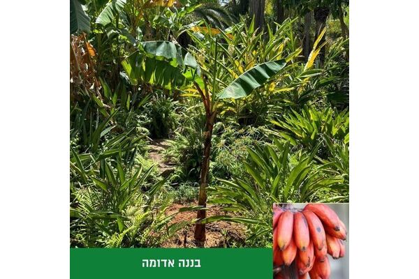 צילום מתוך דף הפייסבוק גני יהושע